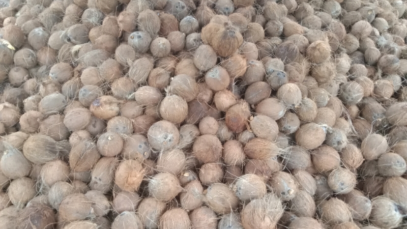 Sri Lanka best quality coconut 